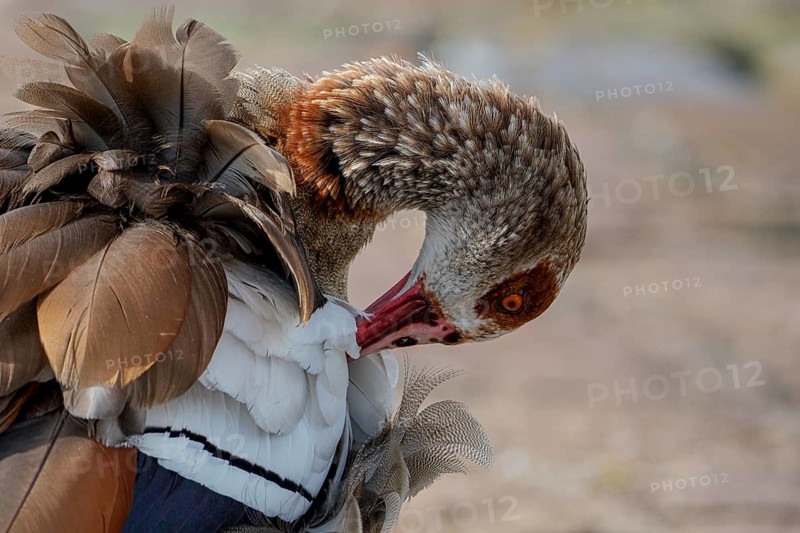 Egyptian geese (Alopochen aegyptiaca) on the River Main, Offenbach am Main, Hesse, Germany, Europe