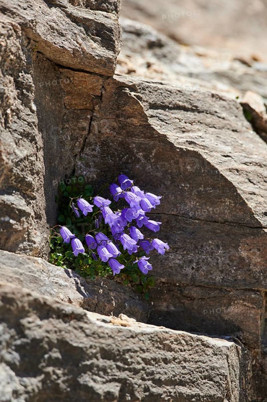 Earleaf bellflower (Campanula cochleariifolia) blooming in the mountains at Hochalpenstrasse, Pinzgau, Salzburg, Austria, Europe