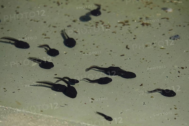 Tadpoles in a pond, April, Germany, Europe
