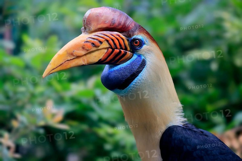 Knobbed Hornbill, (Rhyticeros cassidix), adult, portrait, captive
