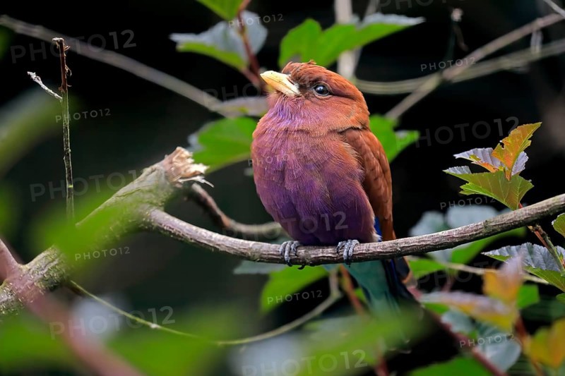 Broad-billed roller (Eurystomus glaucurus), adult, on tree, vigilant, captive