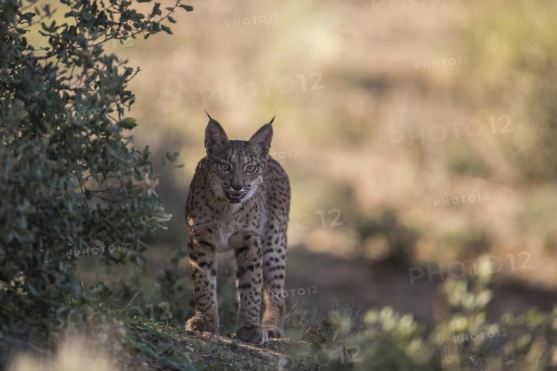 Iberian lynx young animal, Iberian lynx (Lynx pardinus), Extremadura, Castilla La Mancha, Spain, Europe