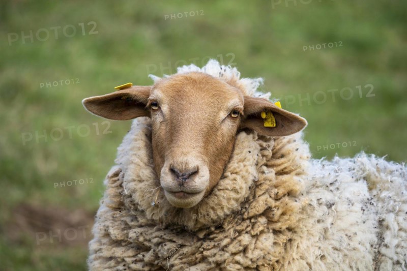 Portrait of a Coburger Fuchs sheep (Coburger Fuchsschaf) with a brown head. Meadow as background