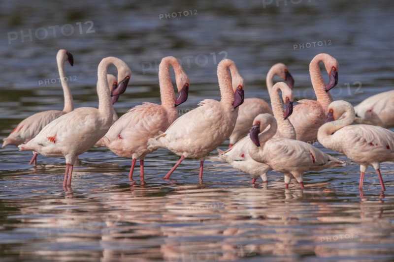 Lesser Flamingos (Phoeniconaias minor), Lake Ndutu, Ndutu Conservation Area, Tanzania, Africa