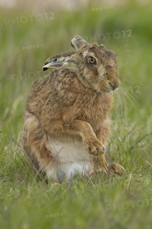 European brown hare (Lepus europaeus) adult animal stretching its front legs in a grass field, England, United Kingdom, Europe