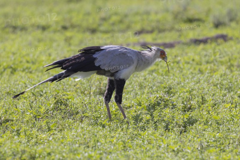Secretary bird (Sagittarius serpentarius), with Snake, Ngorongoro Crater, Tanzania, Africa