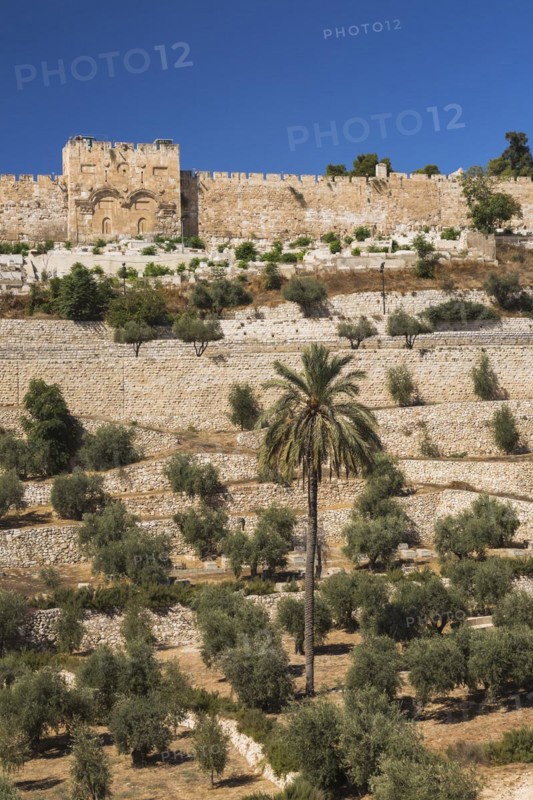 Cemetery with olive trees and fortified stone wall with Golden Gate, Old City of Jerusalem, Israel, Asia