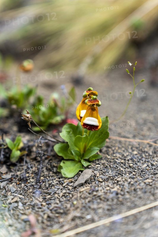 Sand Ladys Slipper (Calceolaria uniflora), Torres de Paine, Magallanes and Chilean Antarctica, Chile, South America