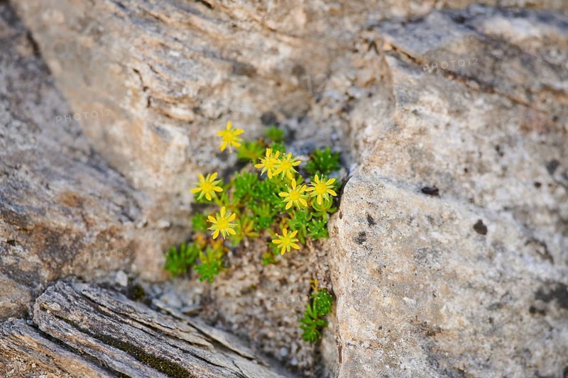 Yellow mountain saxifrage (Saxifraga aizoides) blooming in the mountains at Hochalpenstrasse, Pinzgau, Salzburg, Austria, Europe