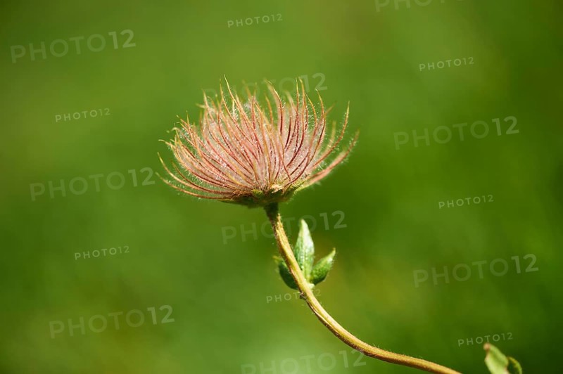 Alpine avens (Geum montanum) seeds in the mountains at Hochalpenstrasse, Pinzgau, Salzburg, Austria, Europe