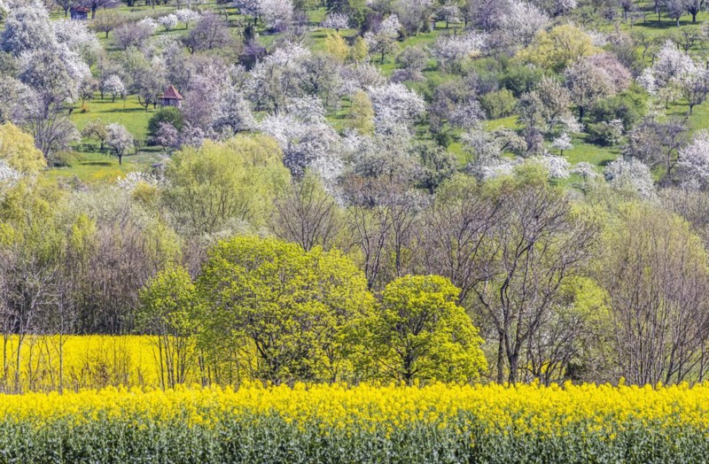Flowering fruit trees in the orchards of the Swabian Alb, spring near Bissingen an der Teck, Baden-Wuerttemberg, Germany, Europe