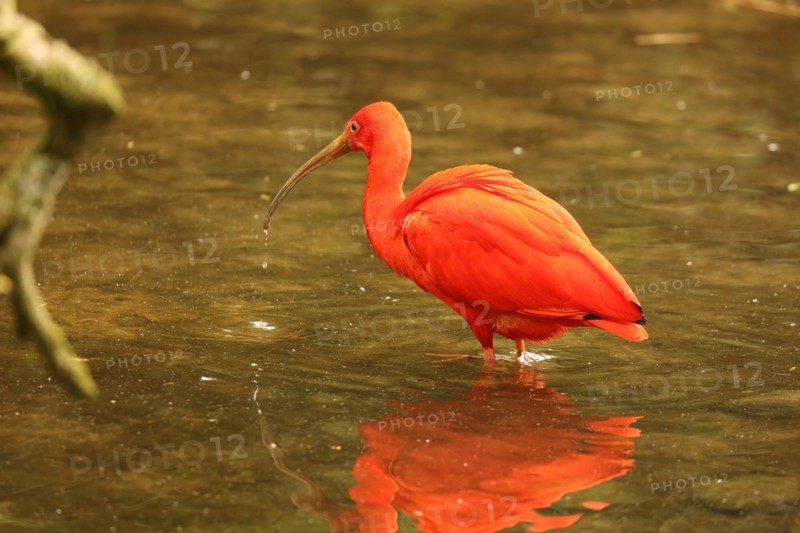 Scarlet ibis (Eudocimus ruber)