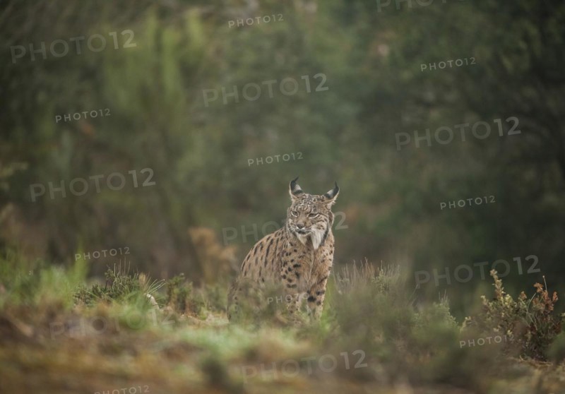 Pardell Lynx female, Iberian Lynx (Lynx pardinus), Extremadura, Castilla La Mancha, Spain, Europe