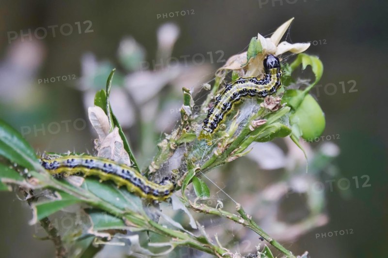 Box tree moth (Buxus sempervirens), spring, Germany, Europe