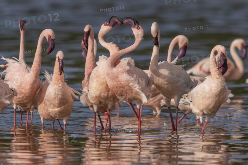 Lesser Flamingos (Phoeniconaias minor), Lake Ndutu, Ndutu Conservation Area, Tanzania, Africa