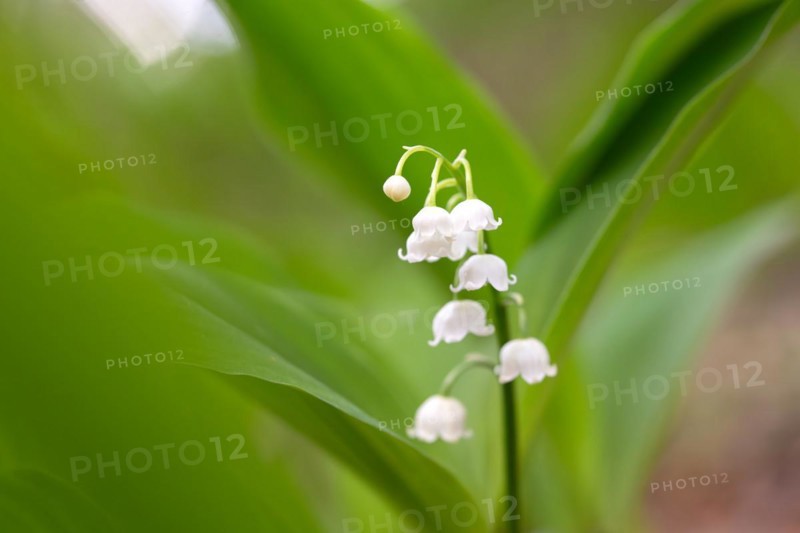 Lily of the valley (Convallaria majalis), flower, Stolberg, North Rhine-Westphalia, Germany, Europe