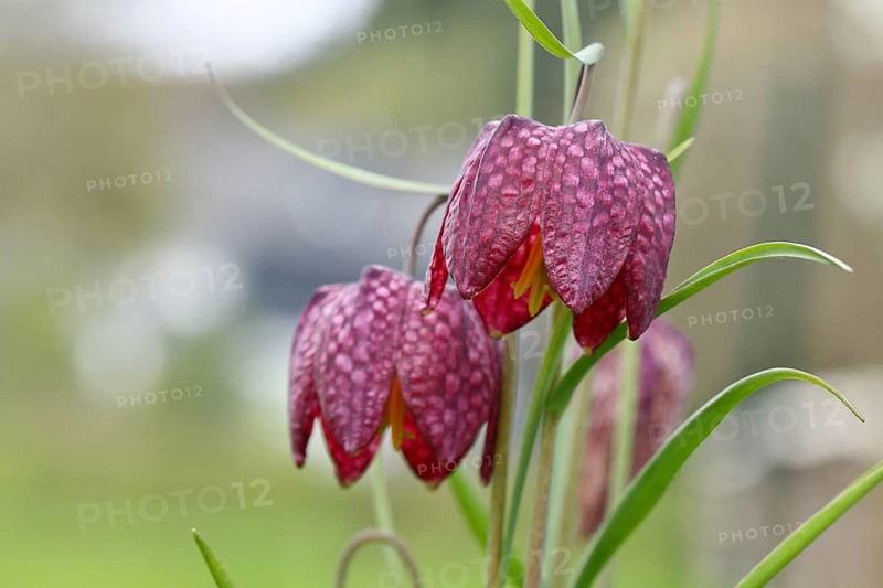 Snake's Head Fritillary (Fritillaria meleagris), flowers in a meadow, inflorescence, early bloomer, spring, Wilnsdorf, North Rhine-Westphalia, Germany, Europe