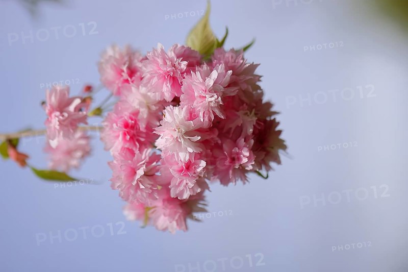 Japanese cherry (Prunus serrulata), twig with pink flowers against a blue sky, Wilnsdorf, North Rhine-Westphalia, Germany, Europe