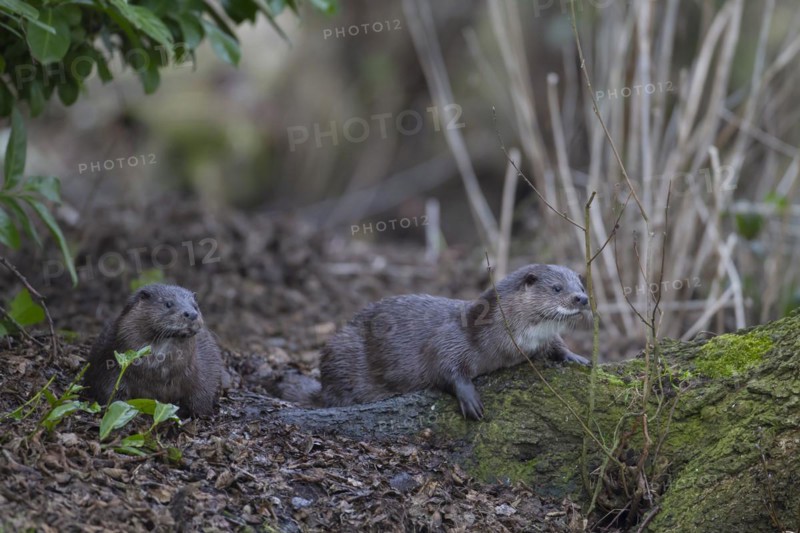 European otter (Lutra lutra) two adult animals on a river bank, Suffolk, England, United Kingdom, Europe