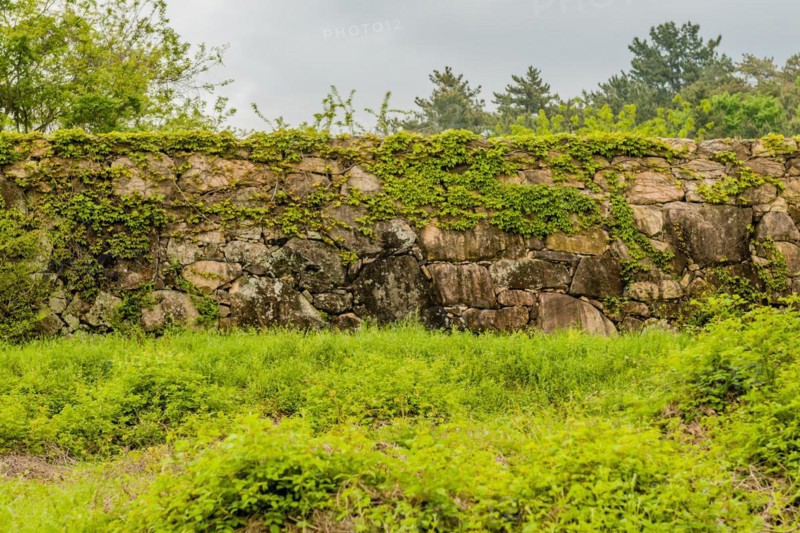 Ivy growing on remains of Japanese stone fortress in Suncheon, South Korea, Asia