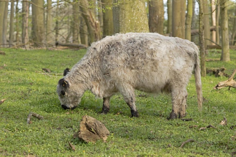 Galloway cattle, Geltinger Birch, Goldhoeft, Nieby, Schlei, Schleswig-Holstein, Germany, Europe