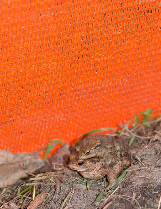 Two Common toads (Bufo Bufo) on the ground, male and female animal, pair in amplexus looking for way next to an amphibian fence in the colour orange, protective fence, barrier, protection, rescue, amphibian migration, toad fence, toad migration, species protection, safety, security, animal welfare, mating, behaviour, danger, Lower Saxony, Germany, Europe