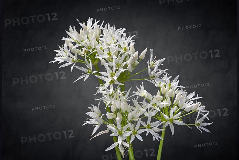 Wild garlic blossoms (Allium ursinum) on a dark background, Bavaria, Germany, Europe
