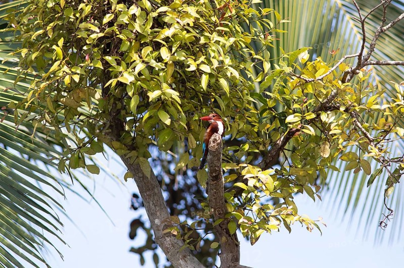 White-throated kingfisher (Halcyon smyrnensis) or Common kingfisher in Kerala's backwaters, Kumarakom, Kerala, India, Asia