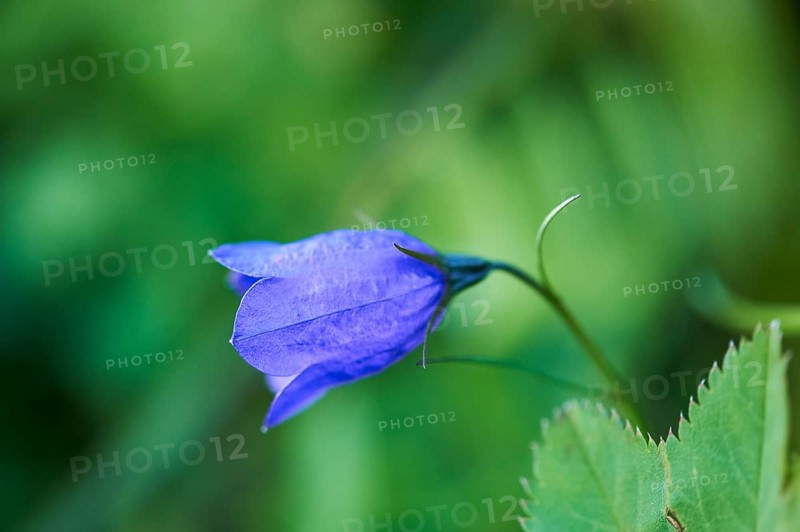 Earleaf bellflower (Campanula cochleariifolia) blooming in the mountains at Hochalpenstrasse, Pinzgau, Salzburg, Austria, Europe