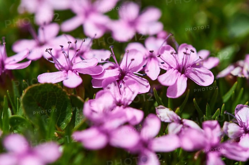 Moss campion (Silene acaulis) blooming in the mountains at Hochalpenstrasse, Pinzgau, Salzburg, Austria, Europe