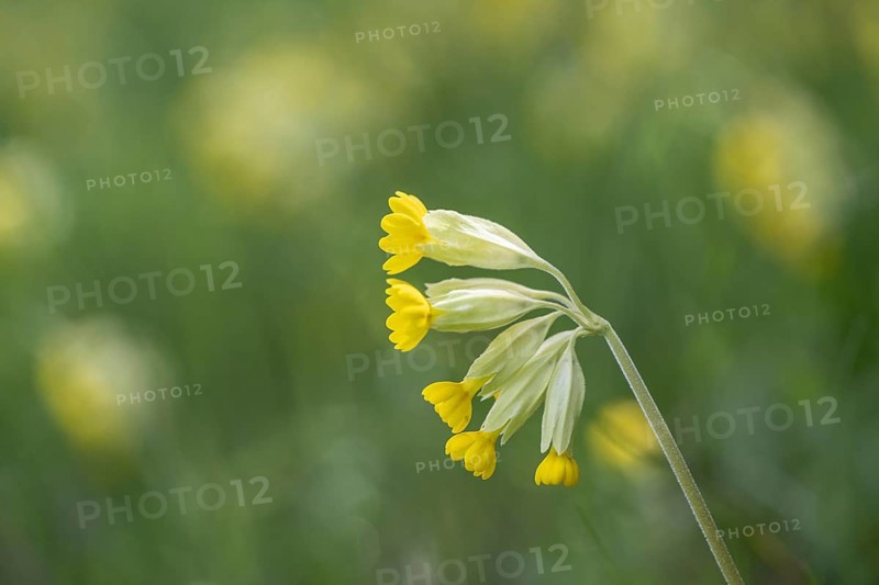 Common cowslip (Primula veris), Thuringia, Germany, Europe