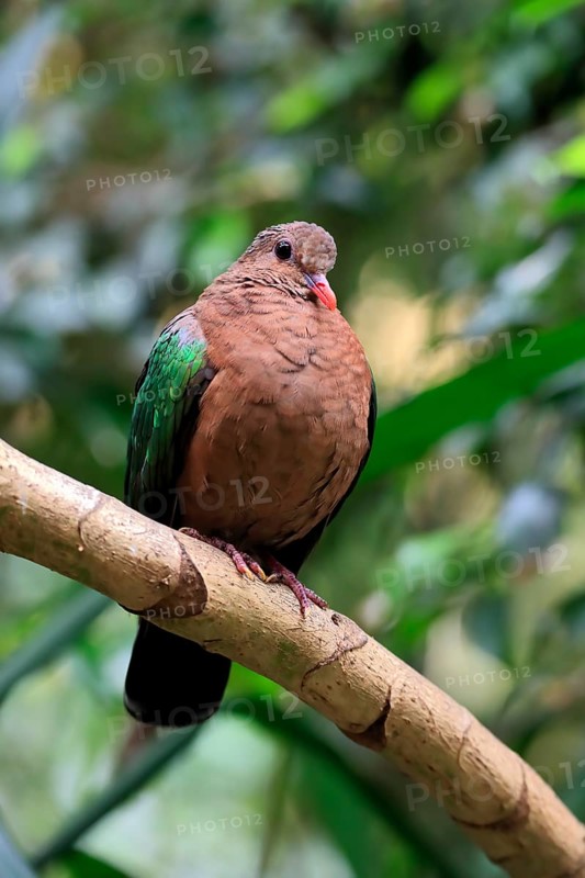 Common emerald dove (Chalcophaps indica), adult, perch, vigilant, captive, Southeast Asia