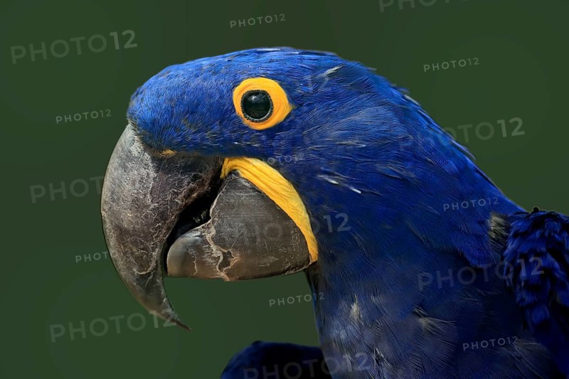 Hyacinth Macaw, (Anodorhynchus hyacinthinus), adult, portrait, captive, South America