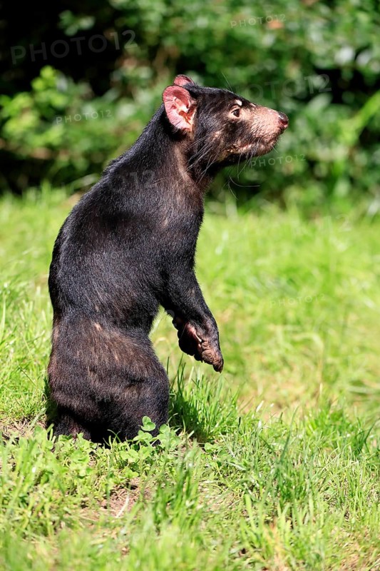Tasmanian devil (Sarcophilus harrisii), adult, alert, upright, captive, Tasmania, Australia, Oceania