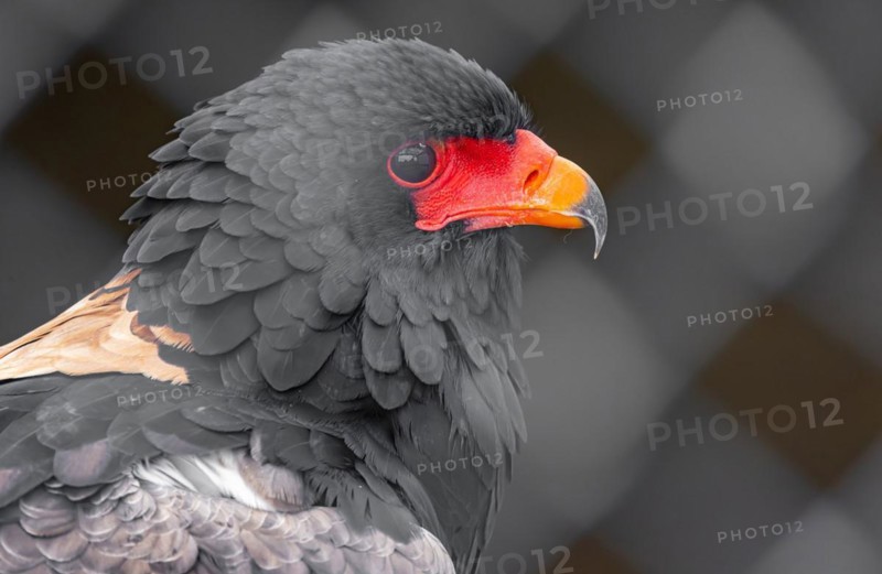 Caracara (Daptrius megalopterus)