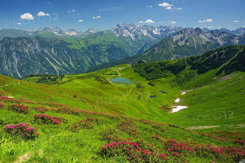 Alpine rose blossom, panorama from Fellhorn over Schlappoldsee and Fellhornbahn mountain station to the central main ridge of the Allgaeu Alps, Allgaeu, Bavaria, Germany, Europe