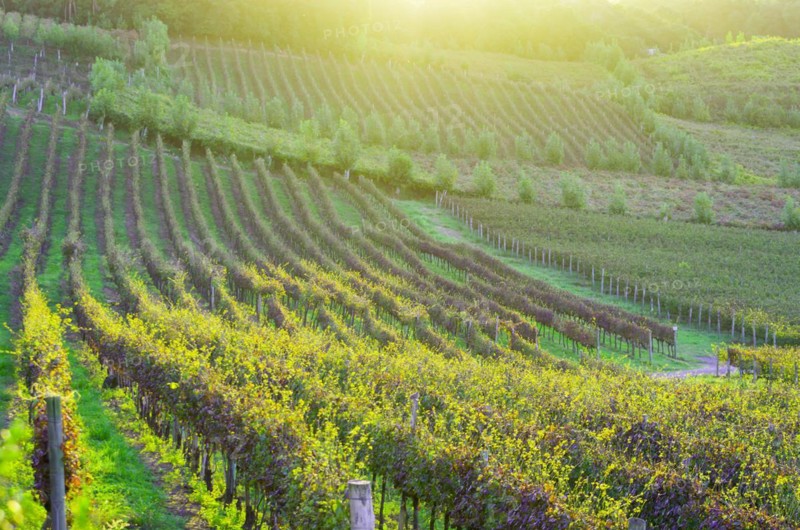 Vineyard of grapes in the Vale dos Vinhedos in Bento Goncalves, a gaucho wine
