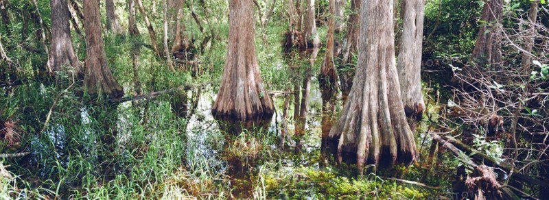 Kirby Storter Roadside Park, Tamiami Trail East, Ochopee, Everglades, Florida, USA, North America