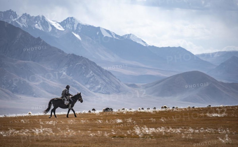 Nomadic life on a plateau, shepherd on horse, flock of sheep, dramatic high mountains, Tian Shan Mountains, Jety Oguz, Kyrgyzstan, Asia