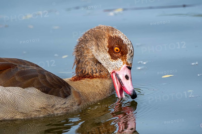 Egyptian geese (Alopochen aegyptiaca) in the River Main, Offenbach am Main, Hesse, Germany, Europe