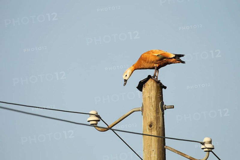 Ruddy shelduck (Tadorna ferruginea) female animal resting on a power pole, Allgaeu, Bavaria, Germany, Europe