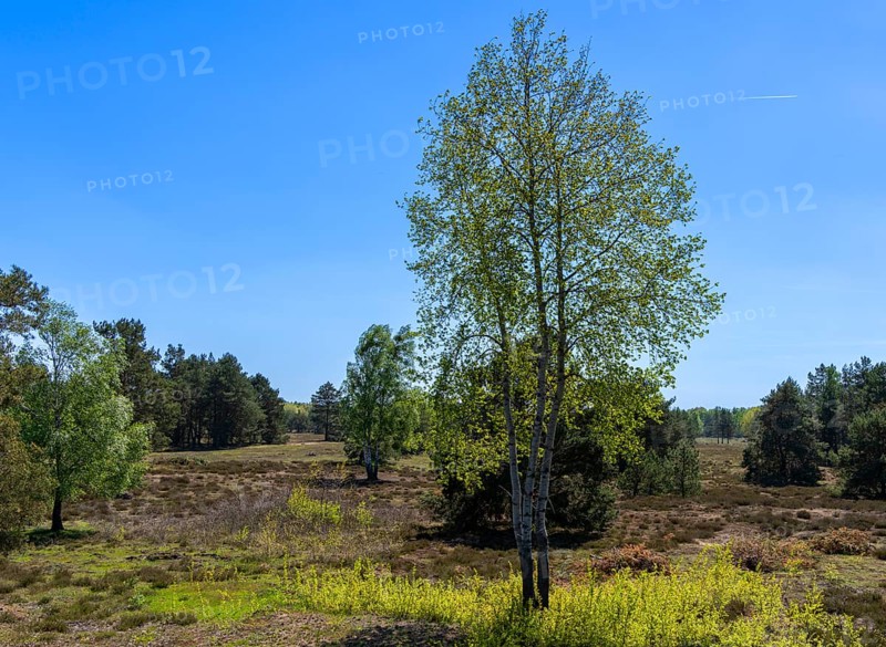 Schoenower Heide nature reserve, Schoenow, Brandenburg, Germany, Europe