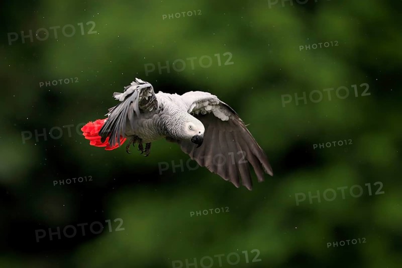 African grey parrot, (Psittacus erithacus timneh), adult, flying, captive