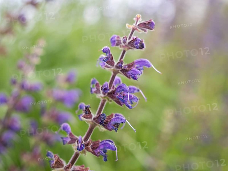 Meadow Clary (Salvia pratensis), near Riegersburg, Styria, Austria, Europe