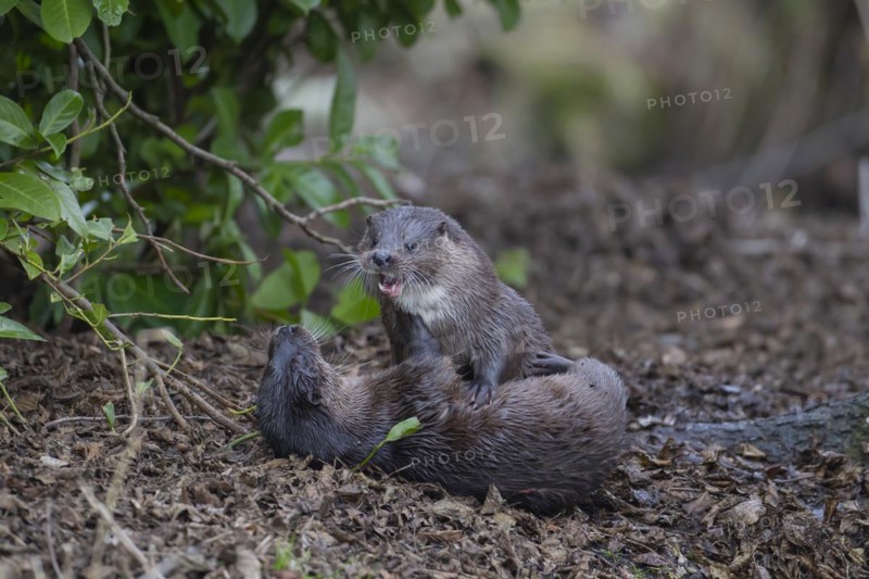 European otter (Lutra lutra) two adult animals playing on a river bank, Suffolk, England, United Kingdom, Europe