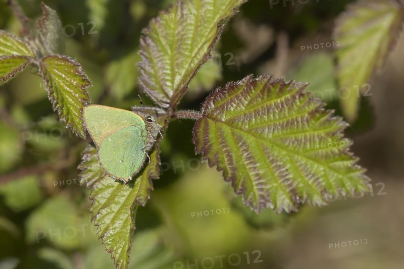 Green hairstreak butterfly (Callophrys rubi) adult on a Bramble leaf, England, United Kingdom, Europe