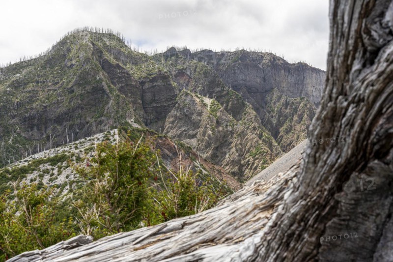 Trees burned by volcanic eruption, Chaiten Volcano, Carretara Austral, Chile, South America