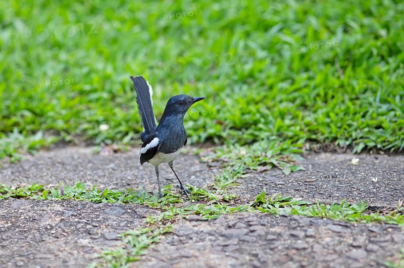 Oriental Magpie-Robin (Copsychus saularis) or Oriental Magpie-Robin, Backwaters, Kumarakom, Kerala, India, Asia