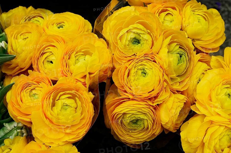 Bright yellow ranunculus (Ranunculus) tightly grouped in a fresh ostrich, flower sale, central station, Hamburg, Hanseatic City of Hamburg, Germany, Europe