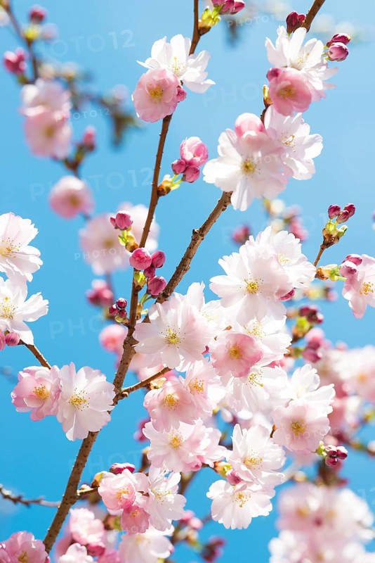 Japanese cherry (Prunus serrulata), also Oriental Cherry, East Asian Cherry or Grannen Cherry, twig of a Cherry tree with bright, delicate, pink and white flowers and flower buds in front of a clear, bright blue sky, sunny day, spring, cherry blossom, ornamental cherry, close-up, macro shot, Lower Saxony, Germany, Europe
